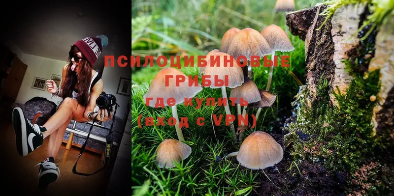 наркошоп  Тара  Псилоцибиновые грибы Magic Shrooms 